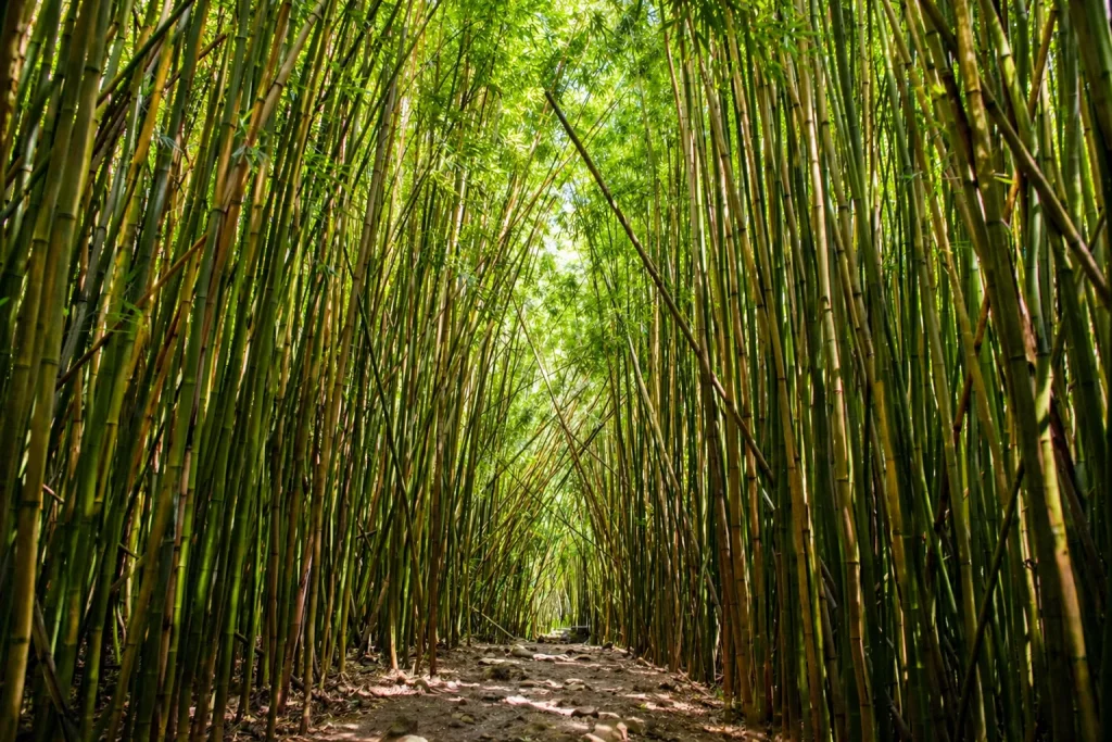 Top Hiking Trails in Maui for Adventure Lovers