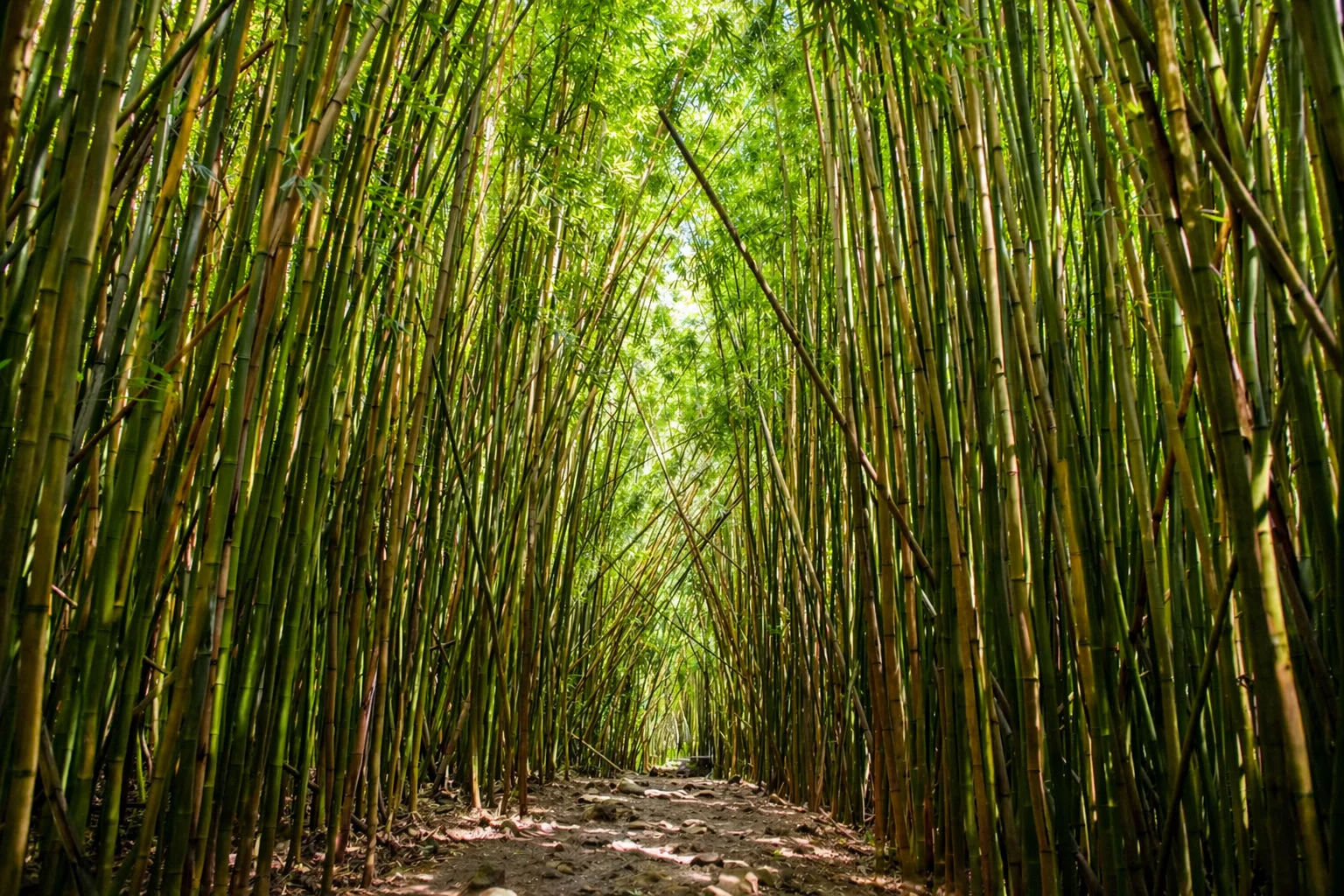 Top Hiking Trails in Maui for Adventure Lovers