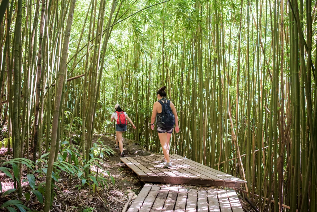 Top Hiking Trails in Maui for Adventure Lovers