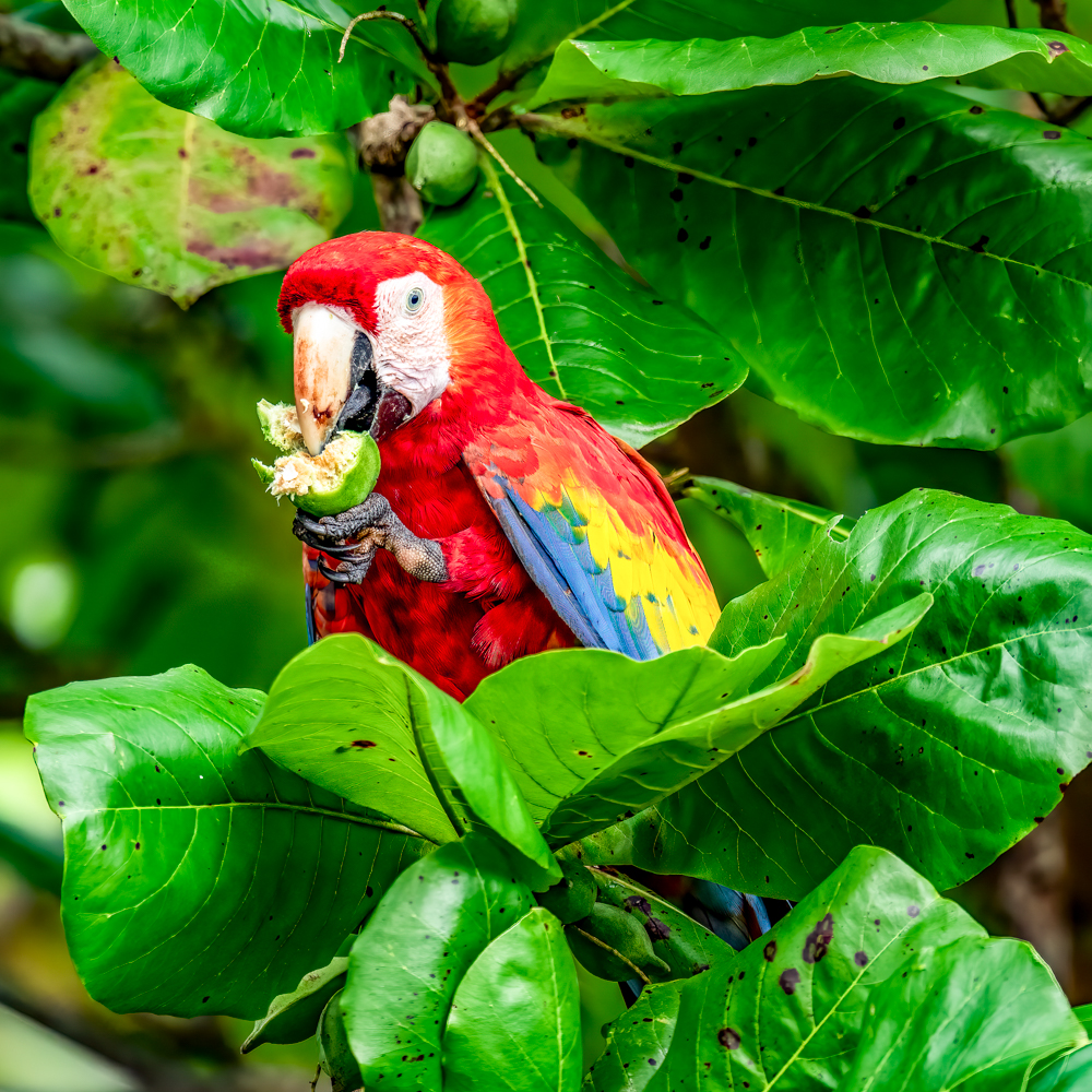 Best Times of Year to Visit Costa Rica for Nature and Wildlife