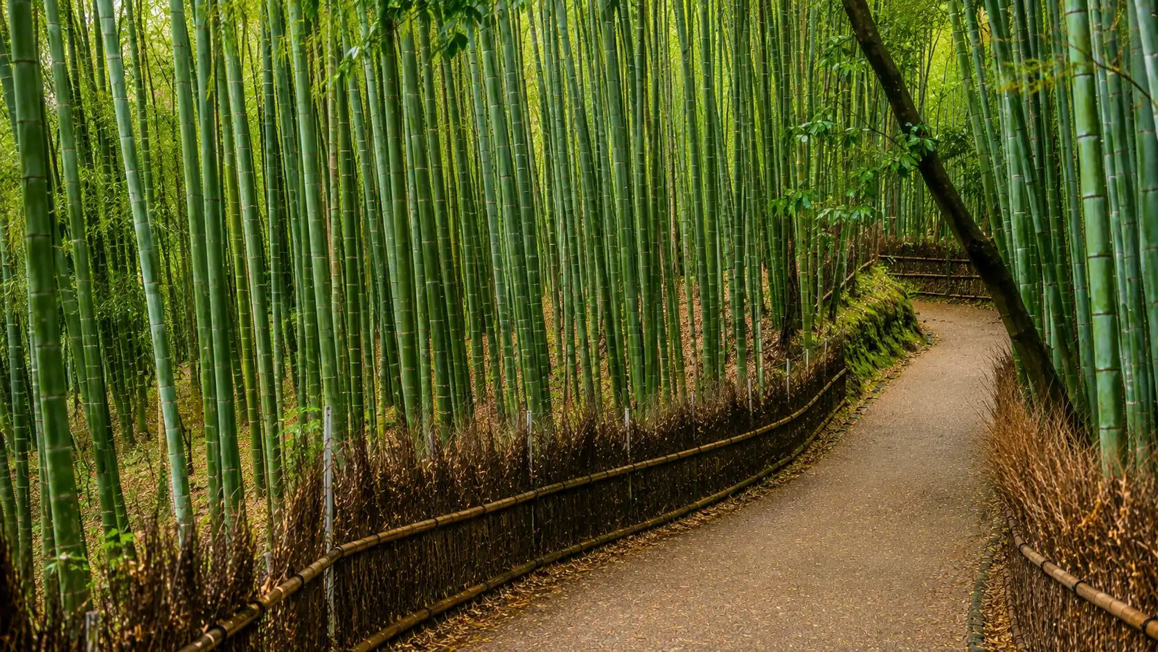 The Best of Kyoto in 3 Days – Travel the Heart of Japan’s Culture: The Perfect Sightseeing Itinerary