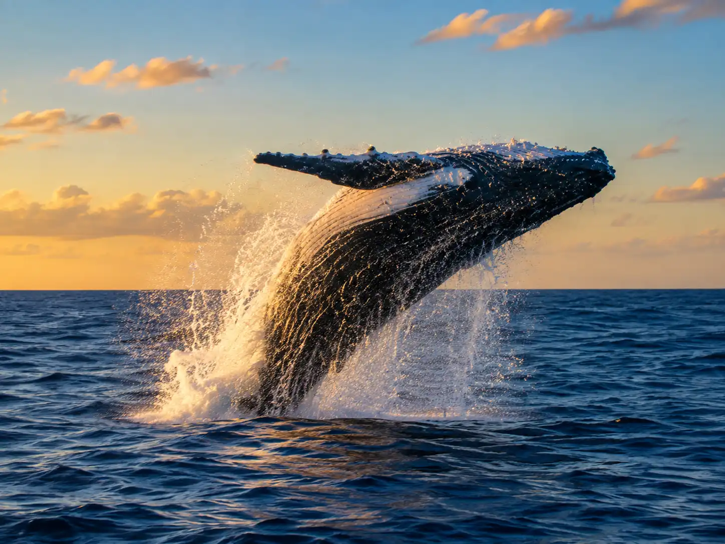 Swim with Humpback Whales