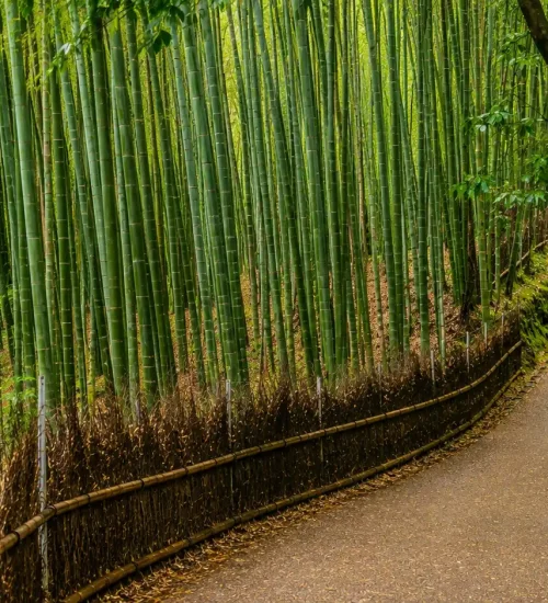 The Best of Kyoto in 3 Days - Travel the Heart of Japan's Culture: The Perfect Sightseeing Itinerary