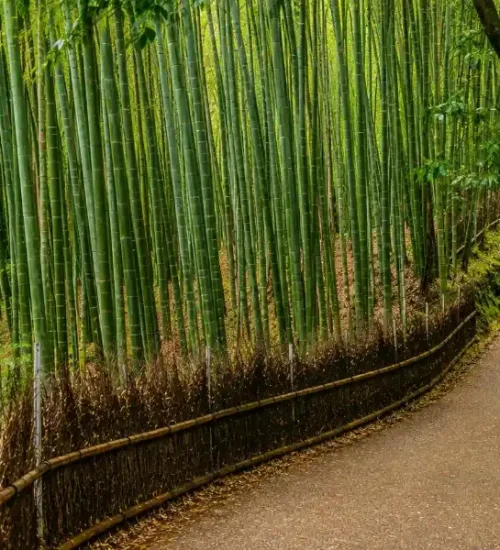 The Best of Kyoto in 3 Days - Travel the Heart of Japan's Culture: The Perfect Sightseeing Itinerary