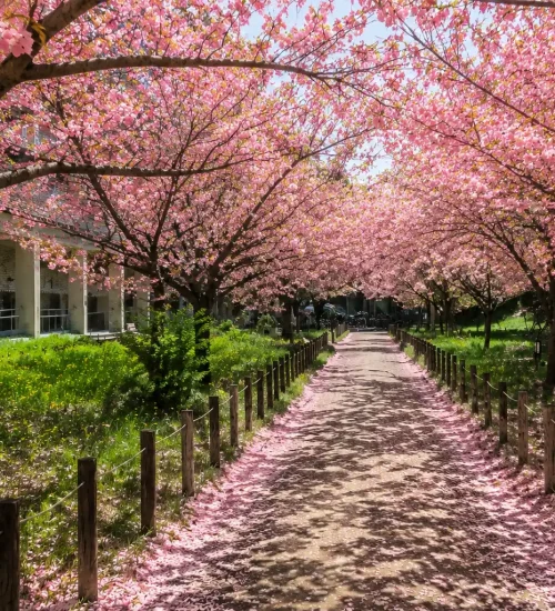 The Best Time to Visit Sapporo for Snow, Cherry Blossoms & Food