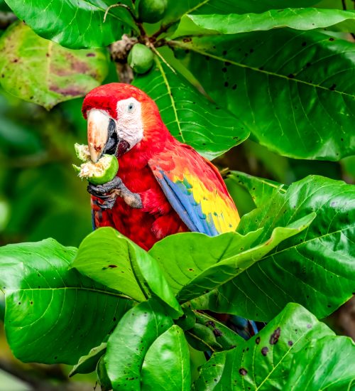 A closeup of a Scarlet Macaw perched on a leaf in Costa Rica
