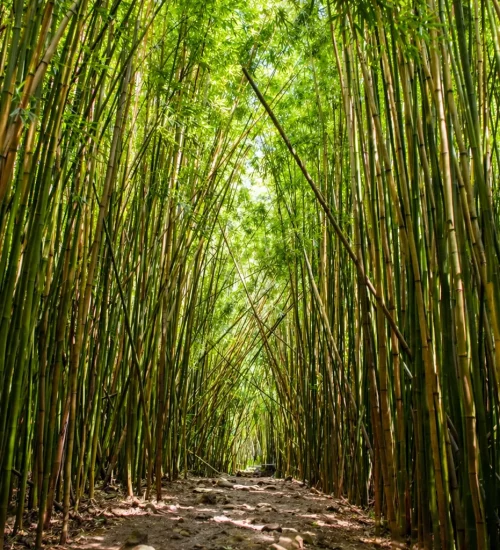 Top Hiking Trails in Maui for Adventure Lovers